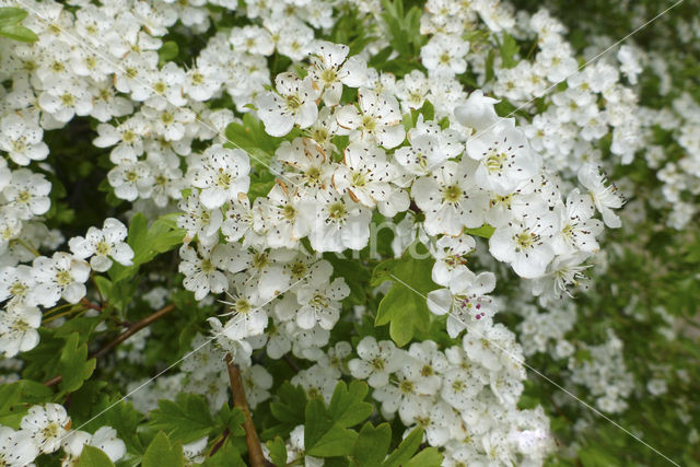 Hawthorn (Crataegus)