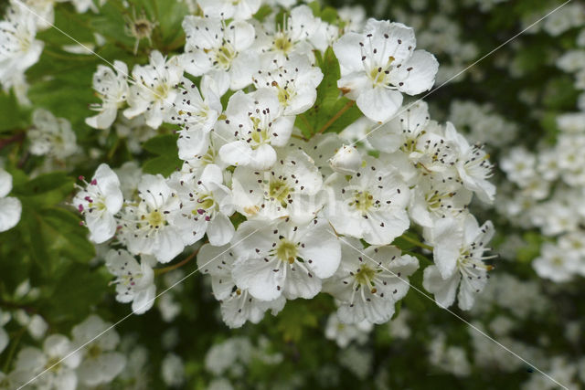 Hawthorn (Crataegus)