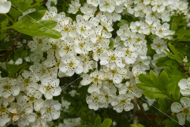 Hawthorn (Crataegus)