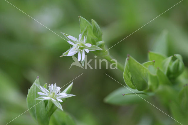 Bog Stitchwort (Stellaria uliginosa)