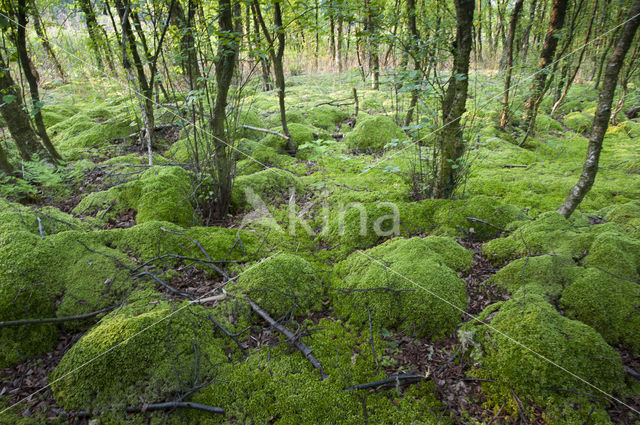 Moss
