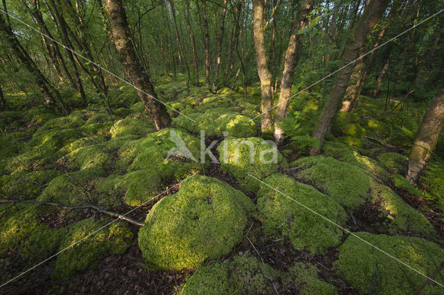 Moss