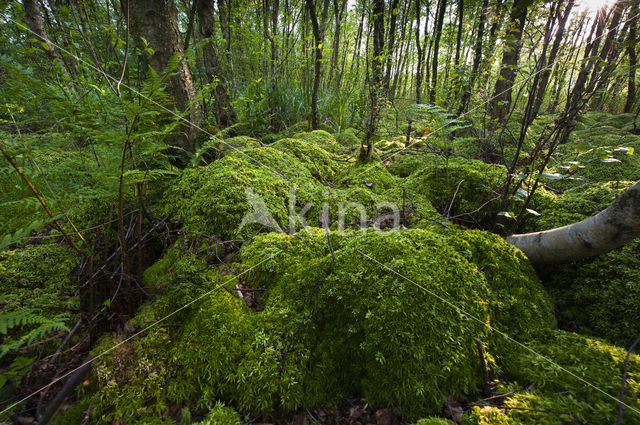 Moss