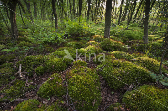Moss