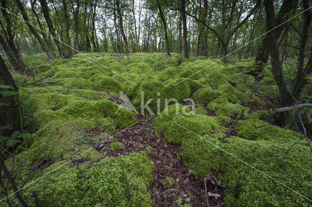 Moss