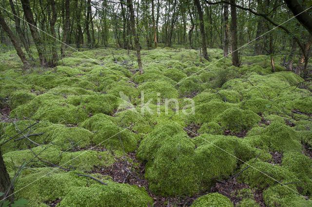 Moss