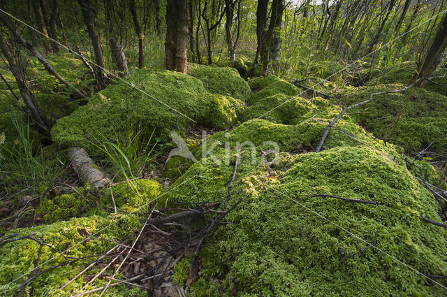 Moss