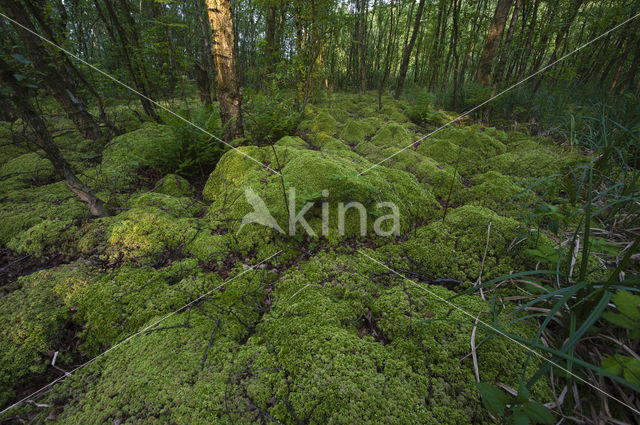 Moss