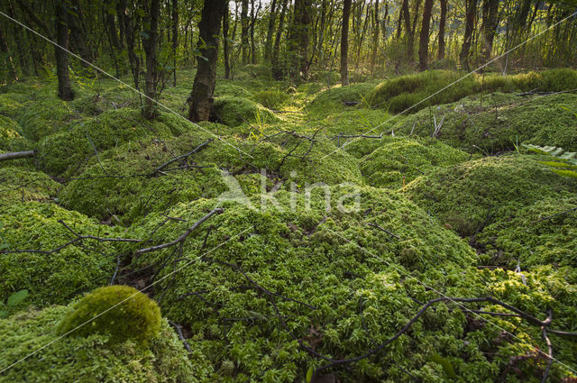 Moss