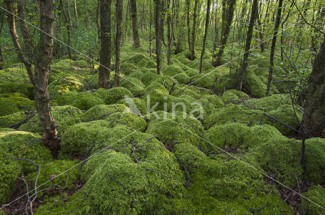 Moss