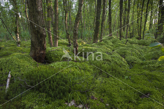 Moss