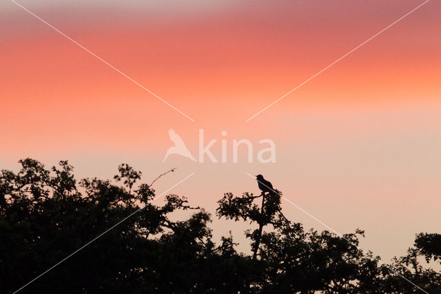 Common Nightingale (Luscinia megarhynchos)