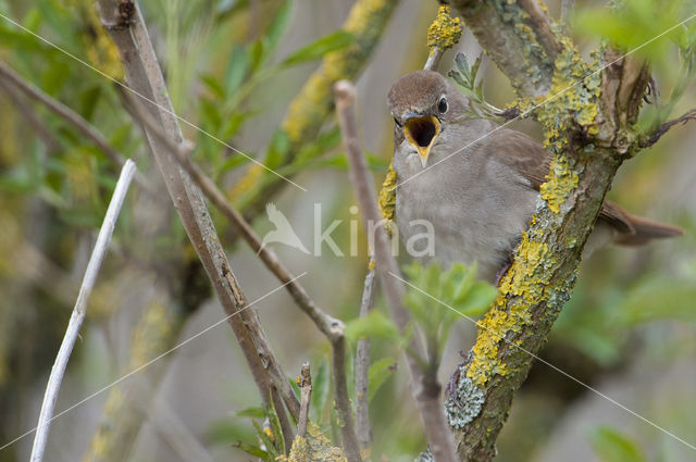 Nachtegaal (Luscinia megarhynchos)