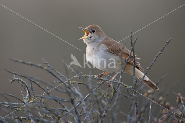 Common Nightingale (Luscinia megarhynchos)