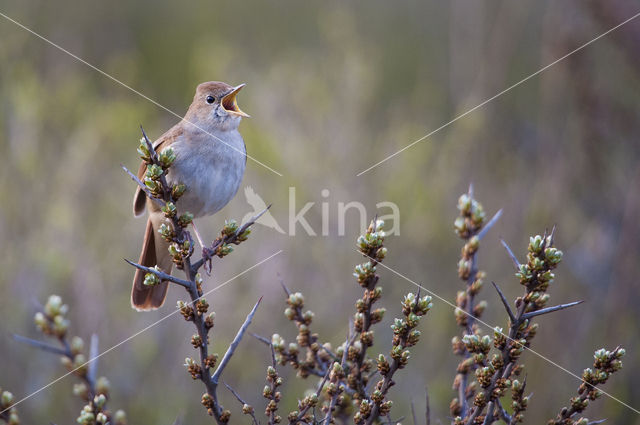 Common Nightingale (Luscinia megarhynchos)