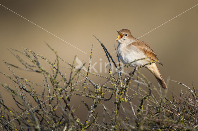 Common Nightingale (Luscinia megarhynchos)