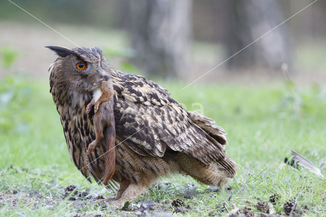 Eurasian Eagle-Owl (Bubo bubo)