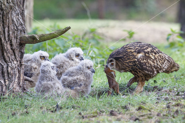 Eurasian Eagle-Owl (Bubo bubo)