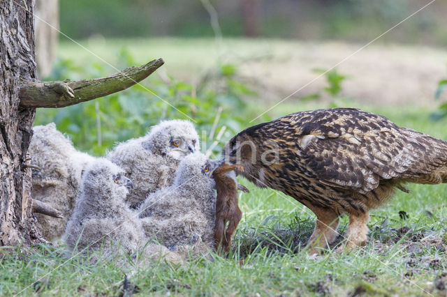 Eurasian Eagle-Owl (Bubo bubo)