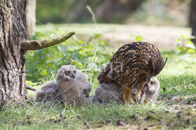 Eurasian Eagle-Owl (Bubo bubo)