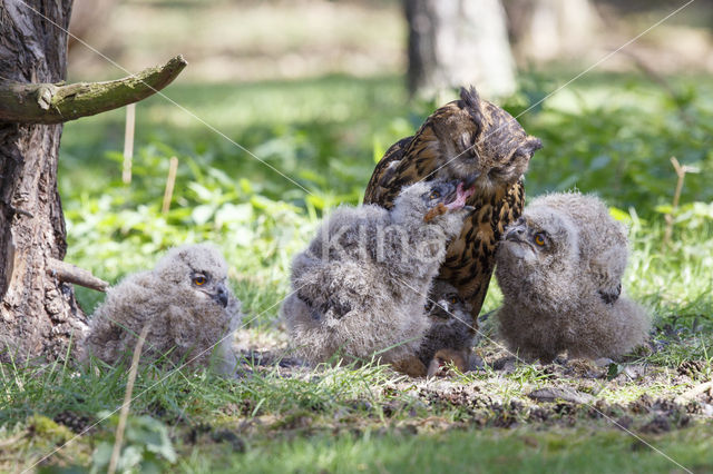 Eurasian Eagle-Owl (Bubo bubo)