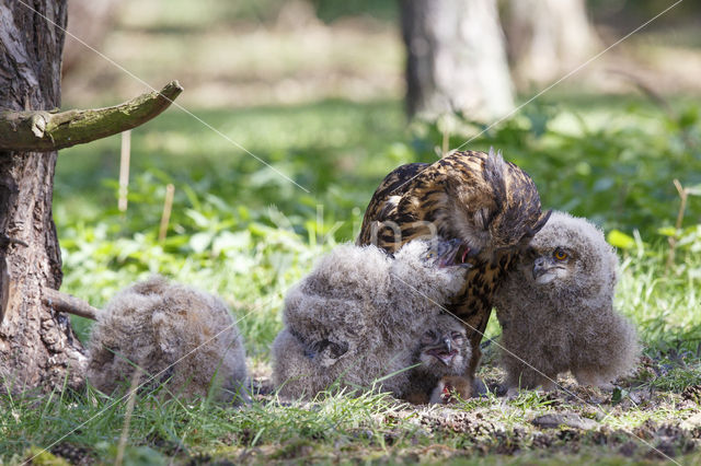 Eurasian Eagle-Owl (Bubo bubo)