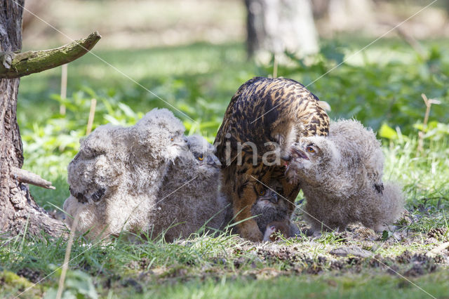 Eurasian Eagle-Owl (Bubo bubo)