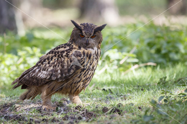 Eurasian Eagle-Owl (Bubo bubo)