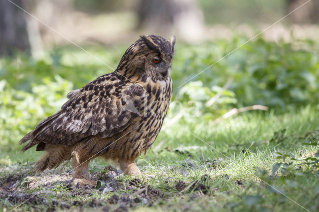 Eurasian Eagle-Owl (Bubo bubo)