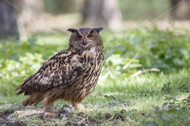 Eurasian Eagle-Owl (Bubo bubo)