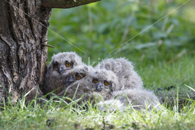 Eurasian Eagle-Owl (Bubo bubo)