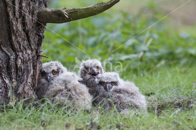 Eurasian Eagle-Owl (Bubo bubo)