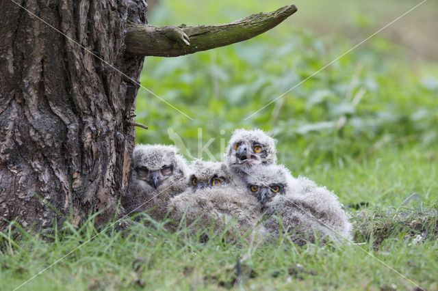 Eurasian Eagle-Owl (Bubo bubo)