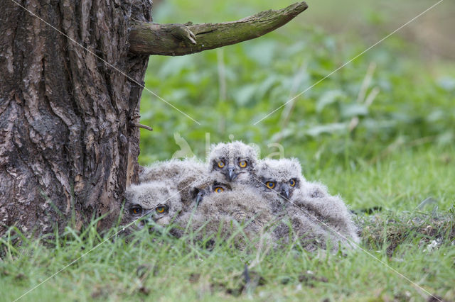 Eurasian Eagle-Owl (Bubo bubo)