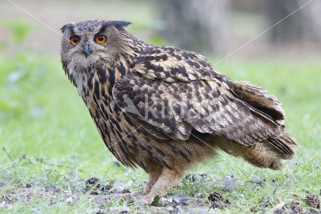 Eurasian Eagle-Owl (Bubo bubo)