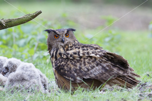 Eurasian Eagle-Owl (Bubo bubo)