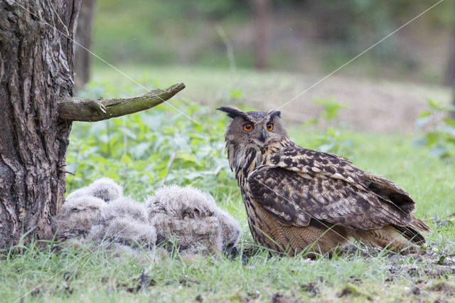 Eurasian Eagle-Owl (Bubo bubo)