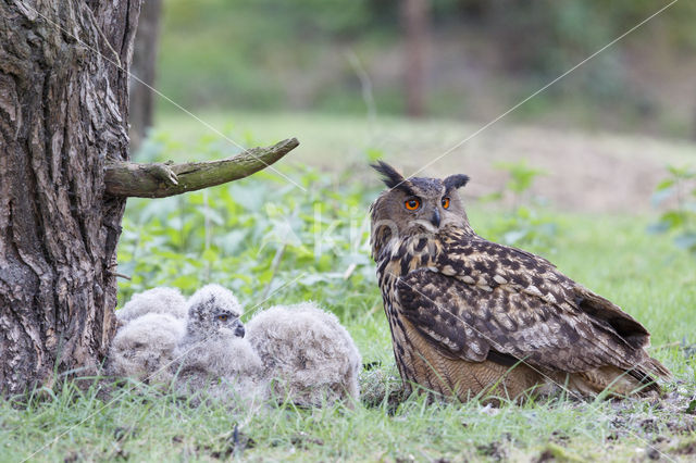 Eurasian Eagle-Owl (Bubo bubo)