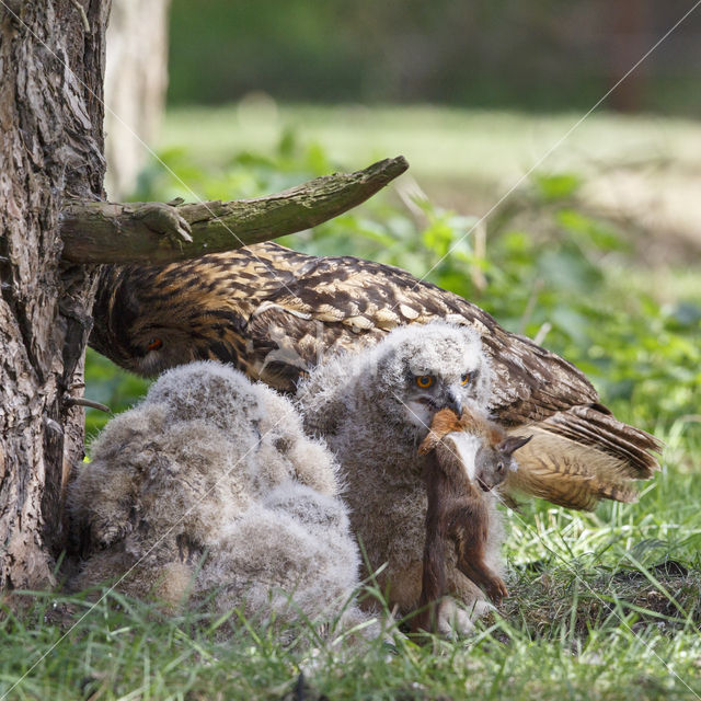 Eurasian Eagle-Owl (Bubo bubo)