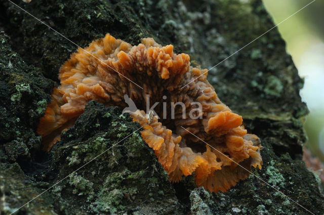 Oranje aderzwam (Phlebia radiata)