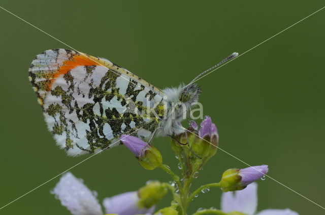 Oranjetipje (Anthocharis cardamines)