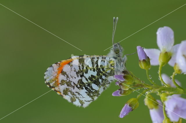 Oranjetipje (Anthocharis cardamines)