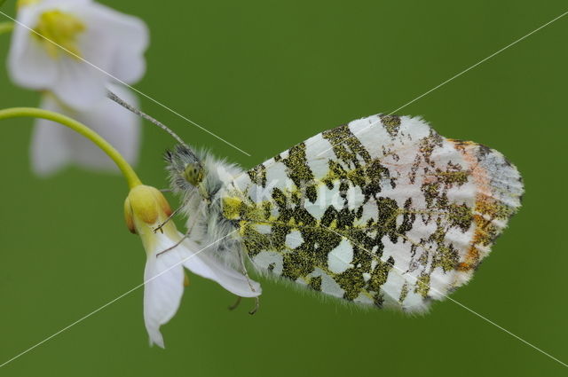 Orange-tip (Anthocharis cardamines)