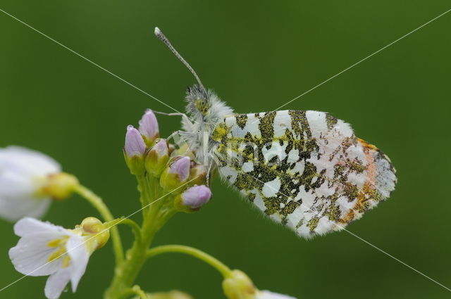 Oranjetipje (Anthocharis cardamines)