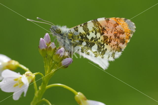 Oranjetipje (Anthocharis cardamines)