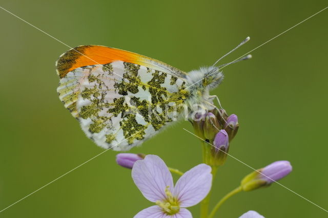 Orange-tip (Anthocharis cardamines)