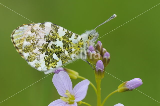 Oranjetipje (Anthocharis cardamines)