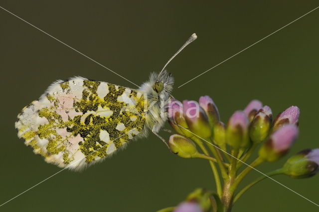 Oranjetipje (Anthocharis cardamines)