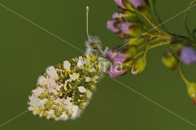 Orange-tip (Anthocharis cardamines)