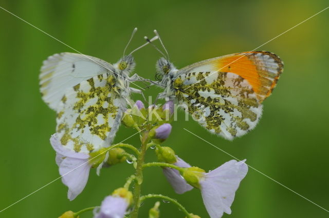 Orange-tip (Anthocharis cardamines)